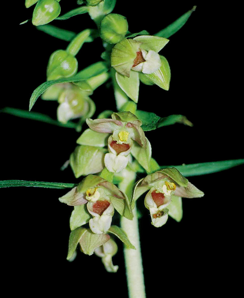 Epipactis muelleri